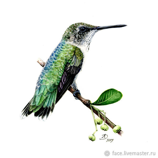 Рубиновогорлая колибри. акварель
